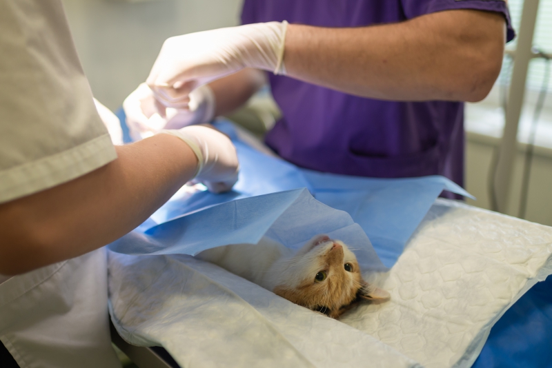 veterinaire-FREJUS-min_health-4385852